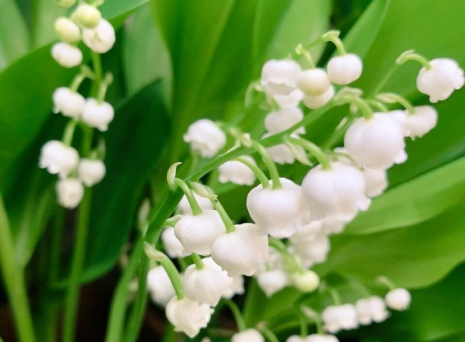 リーママ グッジョブマイライフ S Tweet おはようございます 5月1日の誕生花は スズラン 花言葉は 再び幸せが訪れる 純粋 謙遜 暖かい春の季節に 可愛いすずらん 幸せを感じますね たくさんの幸せが届きますように Gwお休みし