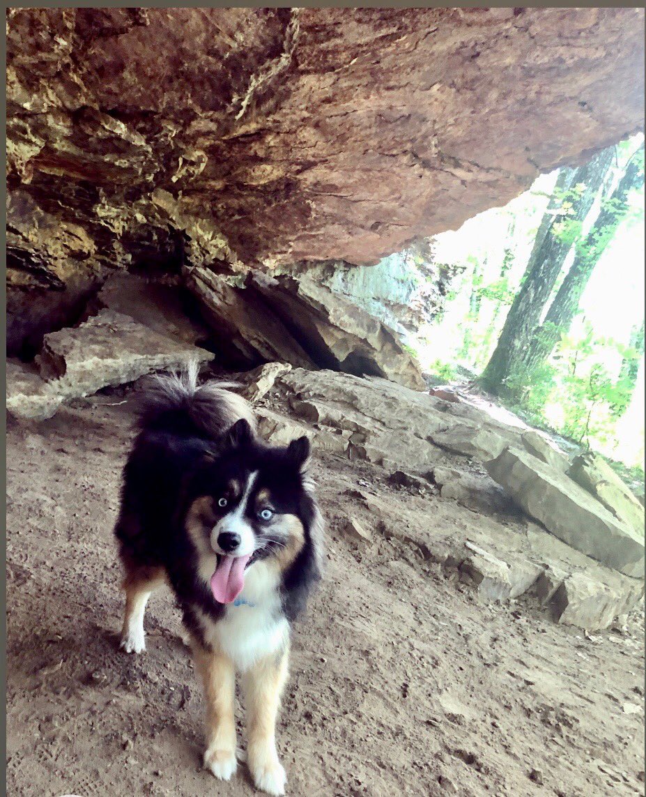 WillRivard2's tweet photo. @NatlParkService Anytime I get to go to a park with my ๐ถ Murphy is a memorable experience There really is nothing better for your mind, body, and soul than getting outside for awhile #OptOutside #PupsInParks #FridayFeeling https://t.co/EdWWcBSUXG