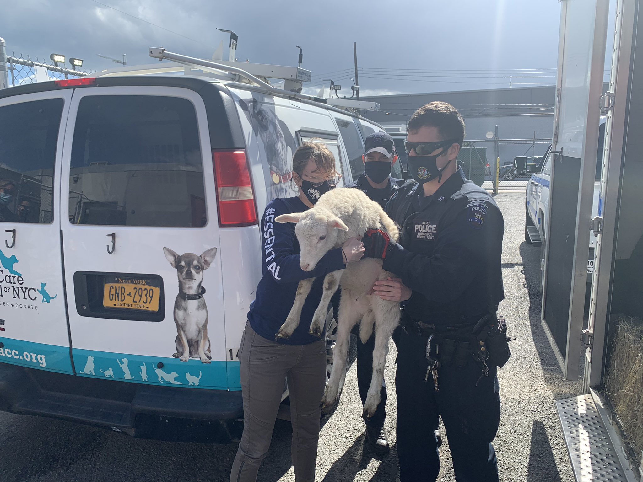 Empire State Animal Response Team