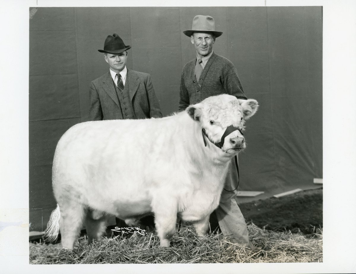 UNLarchives's tweet photo. #WhyArchives?

Because cows.

#CowTwitter #Moosday #UNL #LNK #BecauseCows #Archive30 @UNL_IANR https://t.co/tUgfjtOTwq