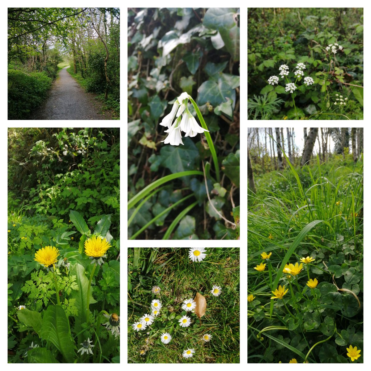 Apartments at Ballinsheen House & Gardens tweet media