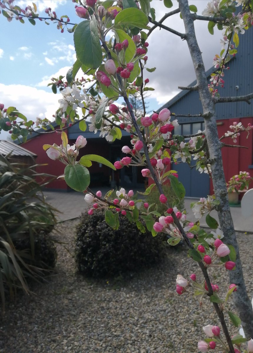 Apartments at Ballinsheen House & Gardens tweet media