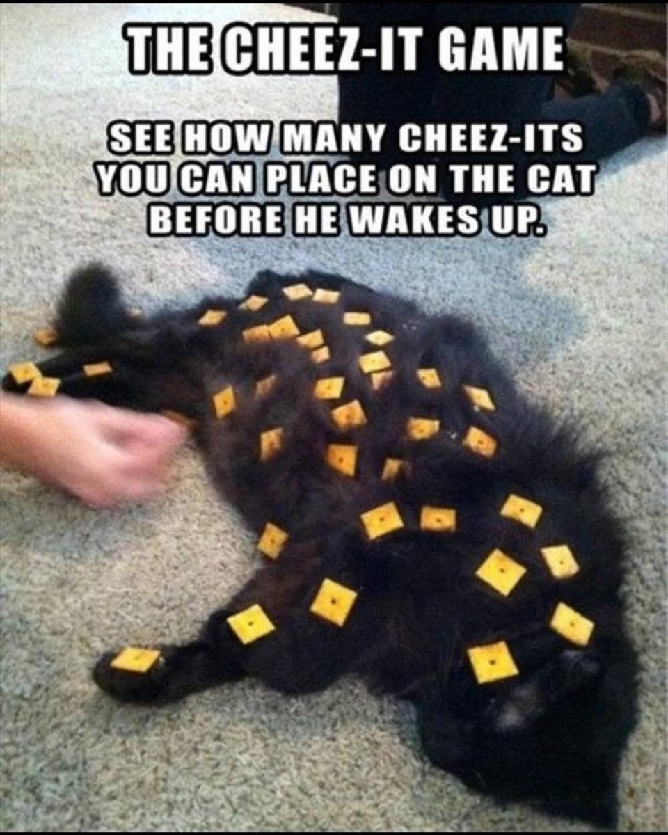 Marihemp420's tweet photo. Cheese-it Cat Challenge

#cheeseits
#cheeseitsphotochallenge
#photochallenge
#cheeseitchallenge
#catsrule
#catchallenge 
#nophotoshop
#cat
#cats

No Photoshop! https://t.co/jDjNJfNo04