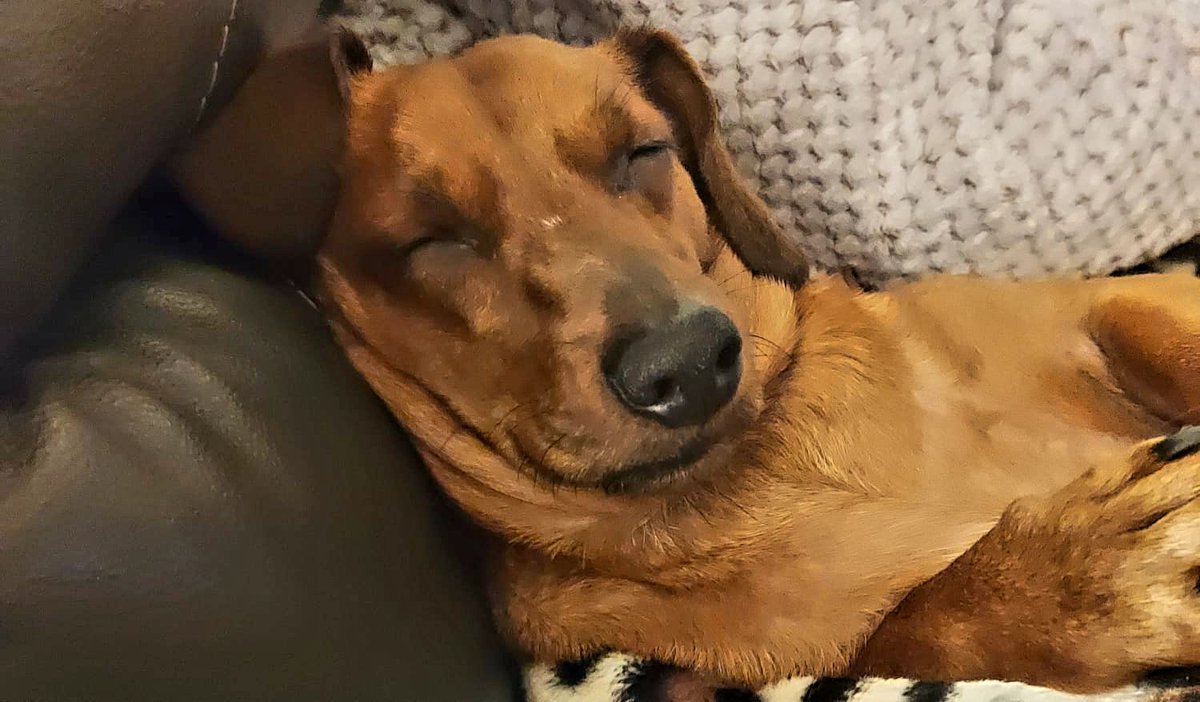 Mijopets's tweet photo. A huge congratulations to our Social Media Competition winner 
@angieedmonds who entered via Twitter!
Hope your lucky pooch enjoys the Personalised Pamper Hamper!
🏆🐶😍  #dog #dogs #pets #competition #winner #gifts #personalisedgifts https://t.co/WOYTZKPQMg