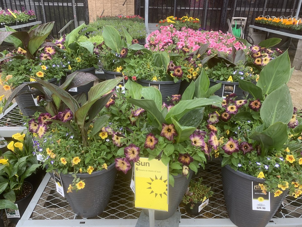 From thrillers like the Tropicana to deep reds, purples, and yellows of the calibrachoa to the trialing begonias and creeping jenny, we have the perfect #Mothersday gift for any Mom!! #PhactswithPhil #D52Elite💎