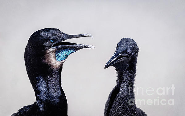 New artwork for sale! - "Breeding Brandts Cormorants" - fineartamerica.com/featured/breed… <a href="/fineartamerica/">Fine Art America</a>