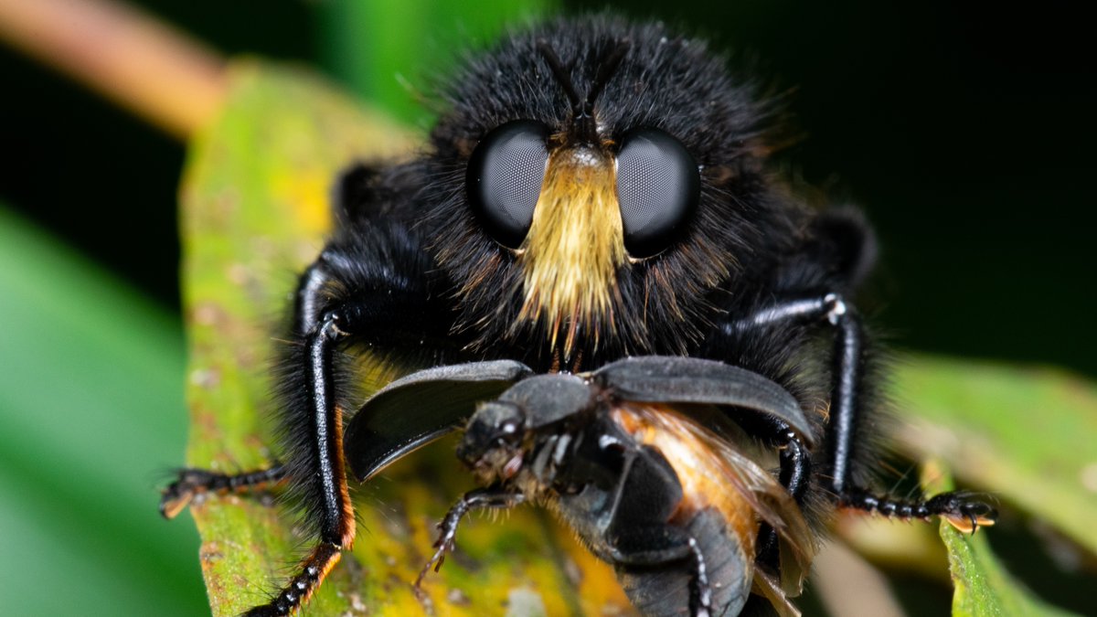 オオイシアブ（大石虻）Laphria mitsukuri

#Worldrobberflyday