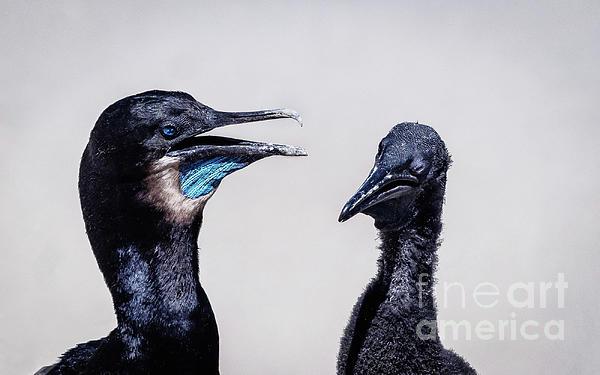 New artwork for sale! - "Breeding Brandts Cormorants" - fineartamerica.com/featured/breed… <a href="/fineartamerica/">Fine Art America</a>