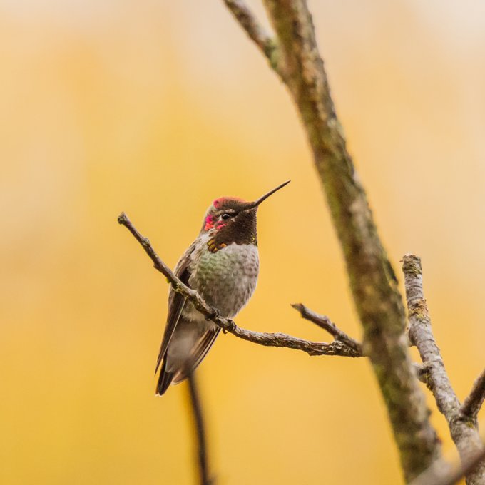 RT via @VanBirdCeleb

Did you hear? Events are popping up for the Vancouver Bird Celebration!

Flit over to our event page to join the #VanBirdParty. Many of the events are online and offered for free by our incredible birding community.

vancouverbirdweek.ca/online-events/
📸Frank Lin