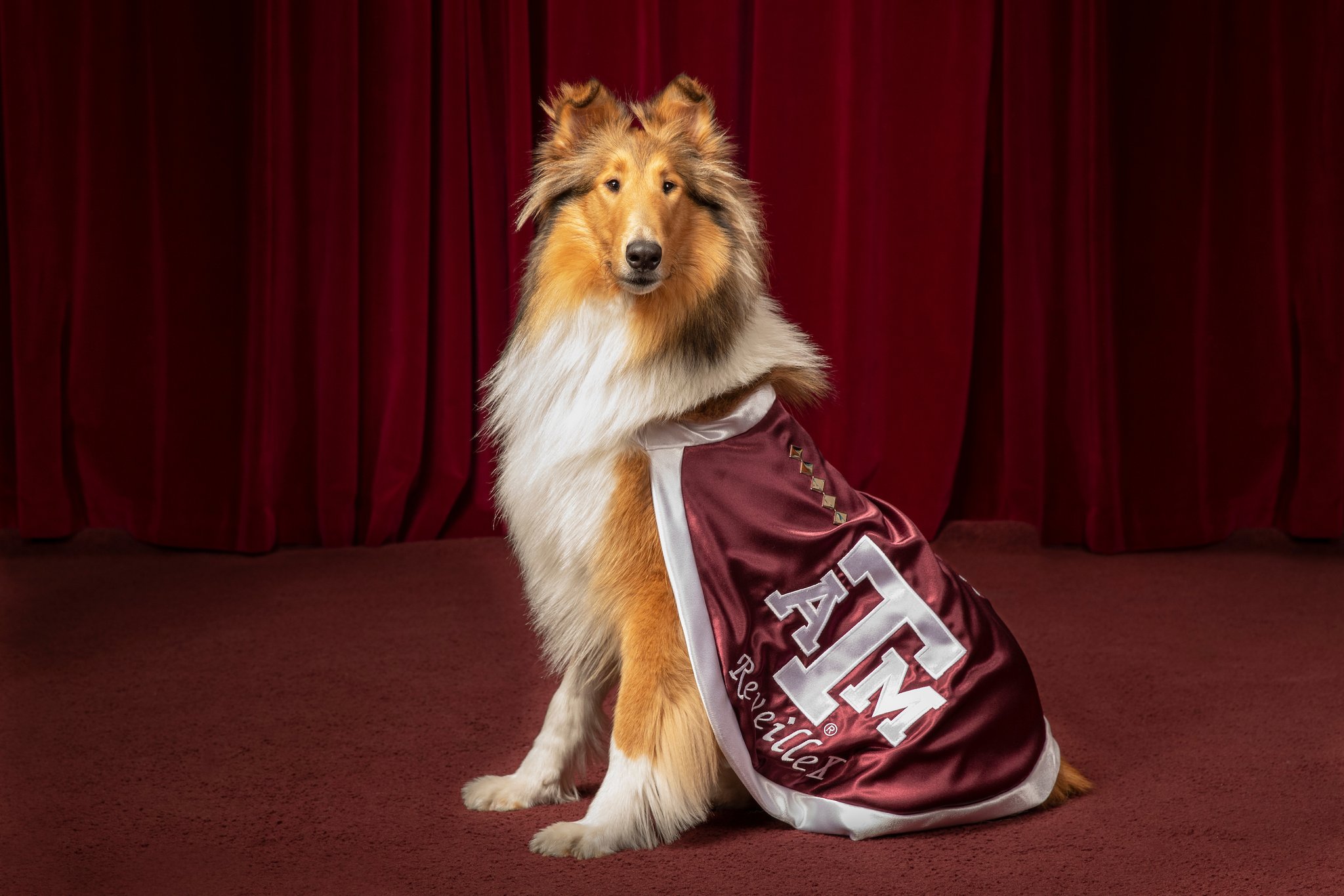 Texas A M University On Twitter Introducing Reveille X Texas A M s texas-a-m-university-on-twitter-introducing-reveille-x-texas-a-m-s