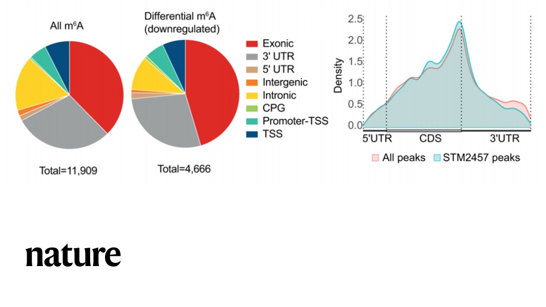 The results of a study in Nature reveal the inhibition of METTL3 as a potential therapeutic strategy against AML, and provide proof of concept that the targeting of RNA modifying enzymes represents a promising new avenue for anti-cancer therapy. go.nature.com/3eELCK2