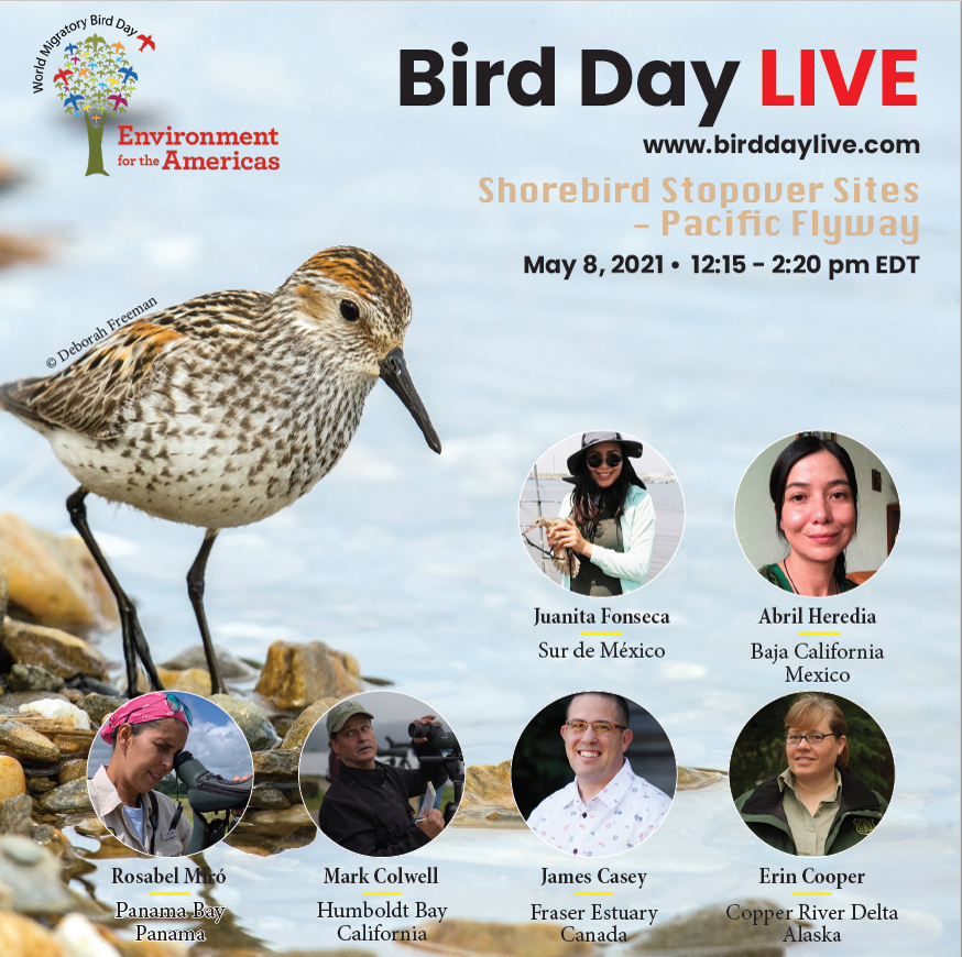 FraserDeltaIBA's tweet photo. Next Saturday #FraserEstuary will be part of a virtual tour of shorebird sites along the Pacific Flyway! https://t.co/E8KwEwawrs @WMBD @BirdsCanada @bcbirdtrail @VanBirdCeleb @BCNature https://t.co/EdbaIPOdEa