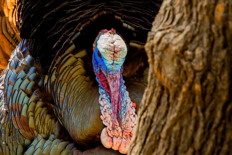 OODMag's tweet photo. Al Davy shares his tips for besting close-range gobblers. 
.
https://t.co/crb6wdtrRc
. 
#Hunting #Hunt #Outdoors #HuntingTurkey #WildTurkeyHunting #TurkeyHunter #GobbleGobble #Hunter #Turkey #TurkeyHunting #TurkeySeason #CloseRange #TurkeyBlind #GroundBlind https://t.co/3VvBv6TDUW