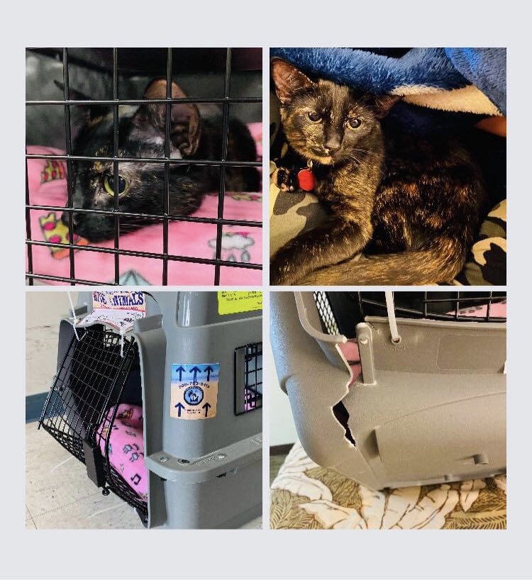 LexiTrepp's tweet photo. THIS IS LUNA! She was LOST by @AmericanAir on Monday 4/26. THEY REFUSE TO HELP FIND HER. Her family is military, she was lost on a flight from Dallas Fort Worth to Honolulu. They WILL NOT get away with this NEGLIGENCE!! FIND LUNA! #FindLuna #AmericanAir #AmericanAirDontCare https://t.co/9D4RuOeTSr
