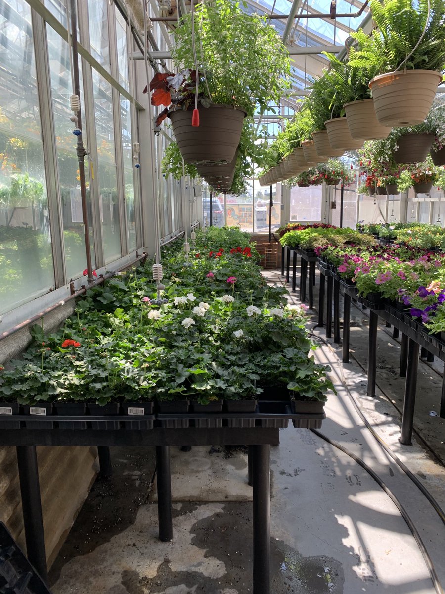 Lorraine_Mars's tweet photo. CTC’s Greenhouse opens May 5th at 2:30pm. Best plants and prices in town !
#FCPSCTC https://t.co/dQZqDZEy91