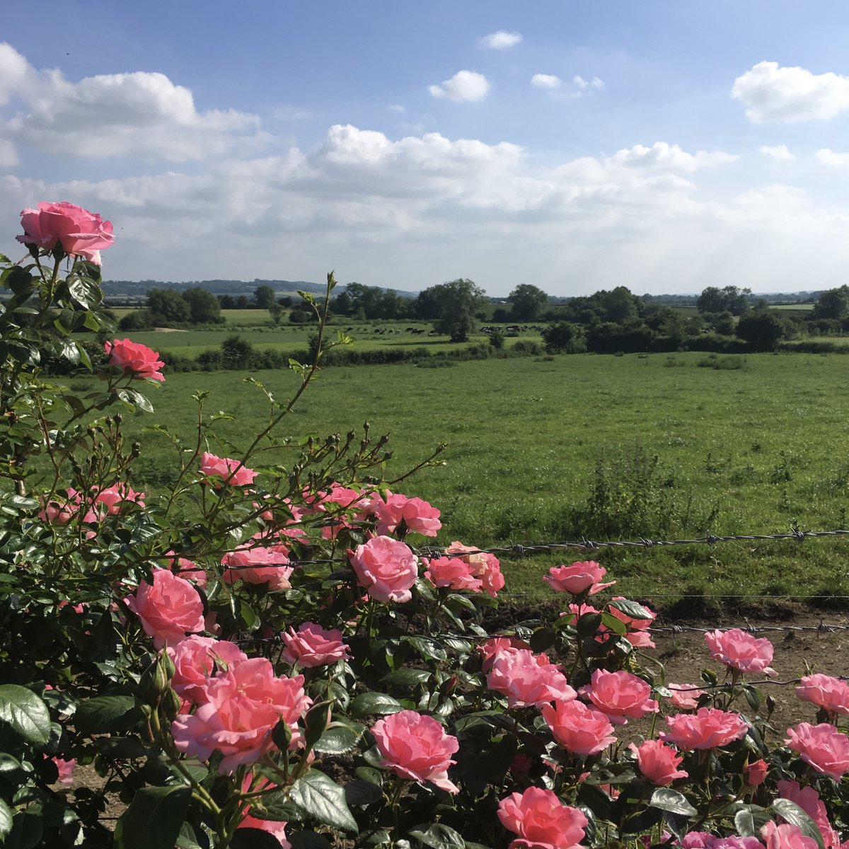 BrinkworthDairy's tweet photo. May Day is the gateway to Summer. Let’s celebrate with a special price on our Cowleaze cheese hamper. This special price is only available until this Saturday. https://t.co/qL93oYm7cS #summeriscoming #springcheese #freerangemilk https://t.co/mPislA1HJh