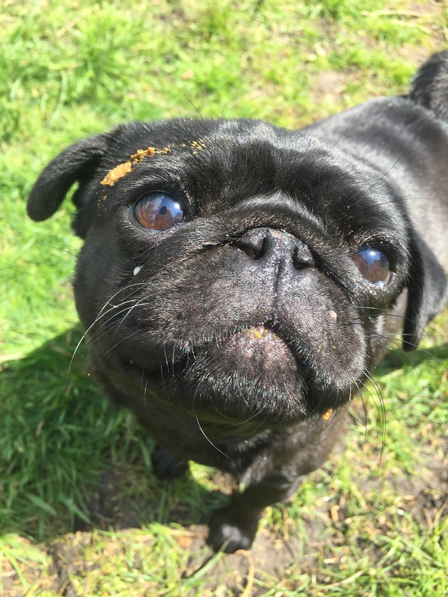 MadleeRage29's tweet photo. Mum said she had given up on me big time! I am the dirtiest pug in the world! So I stalk my sisfur Betty and treat her as my personal 💩vending machine & today this happened 😔I say who wants a kiss? #PugProblems #DirtyPoppyPug #PoopyPoppy 🤮🤮🤮 https://t.co/HaED5WHoQ5