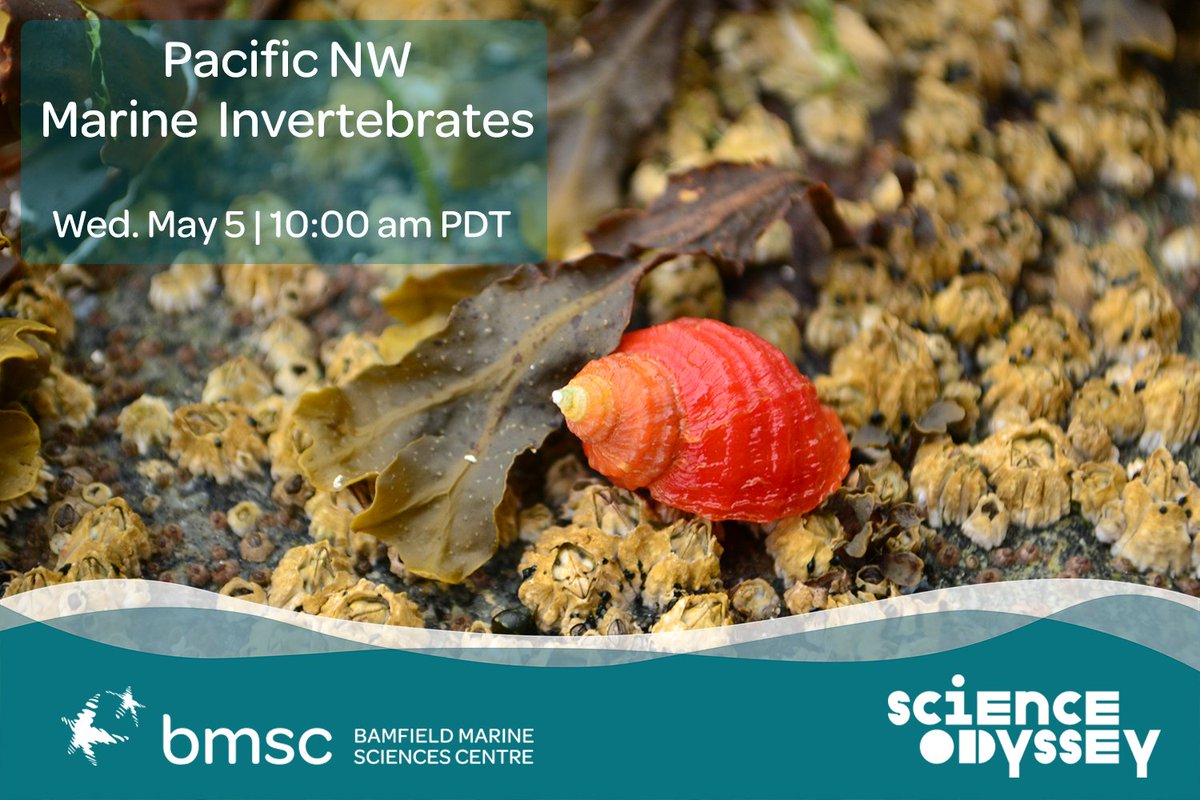 BamfieldMSC's tweet image. Join our Education Team in the @Sci_Od event &quot;Pacific NW marine invertebrates&quot; &amp;amp; how to learn about them with @Ocean_Networks @FisheriesTrust @MaritimeMusBC &amp;amp; @SalishSeaCentre! 

May 5, 10am PDT
FREE Registration: bit.ly/3xEjQG0 

@NSERC_CRSNG 
#BMSCLive
#immerseyourself