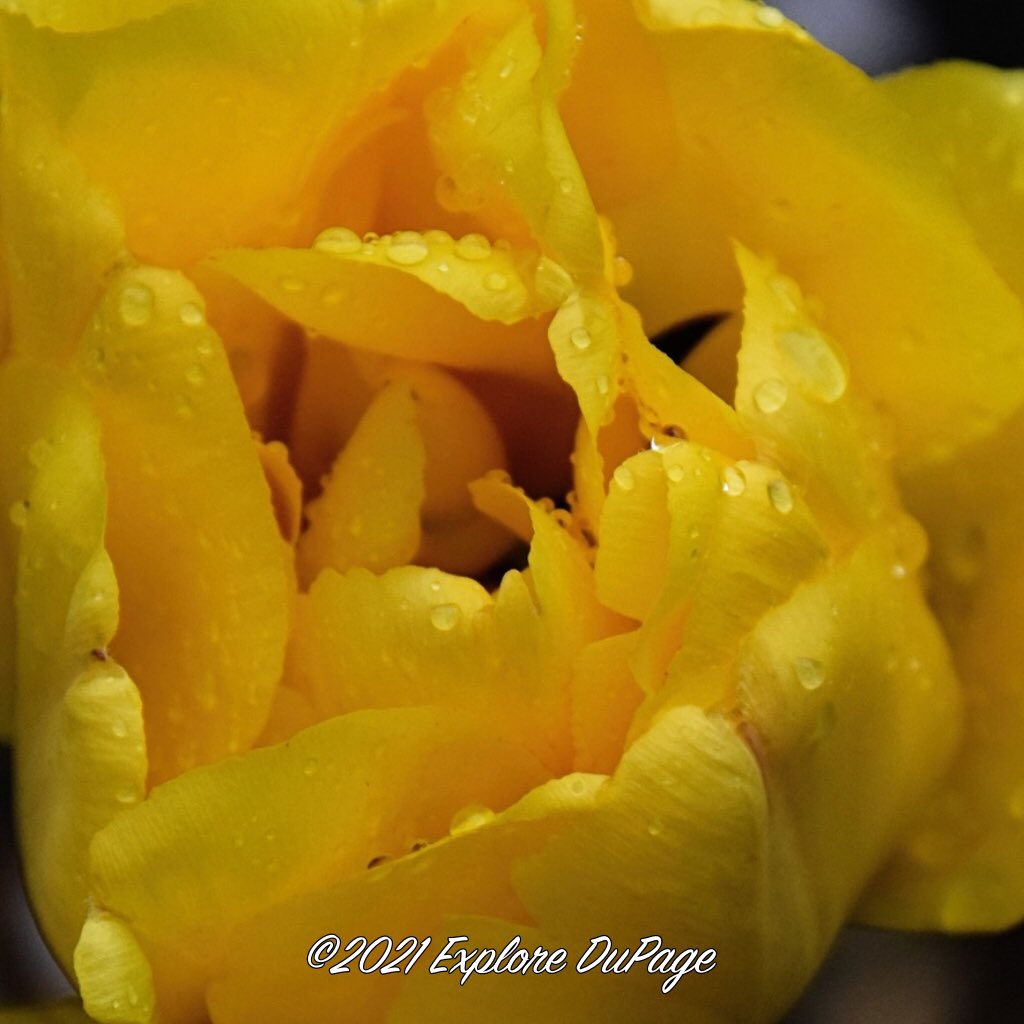 From my visit to <a href="/lombardparks/">Lombard Park District</a> Lilacia Park yesterday.