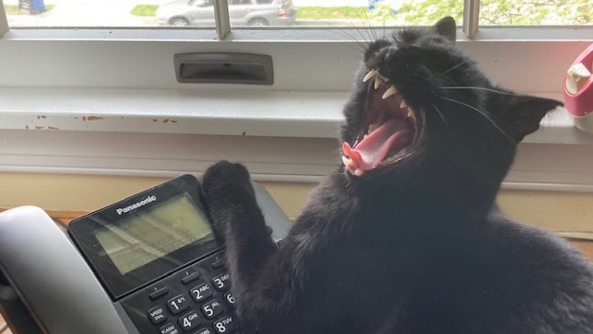 CLIRDLF's tweet photo. When you realize you missed DLF’s call (for proposals)...but there’s no crying about the #DLFforum CFP if you submit by May 17th!  https://t.co/hR4D7FCVkz   #DLFpets https://t.co/OMZJ33YjIa