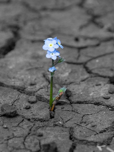 franch_laura's tweet image. "A la vida le basta el espacio de una grieta para renacer".

Ernesto Sabato