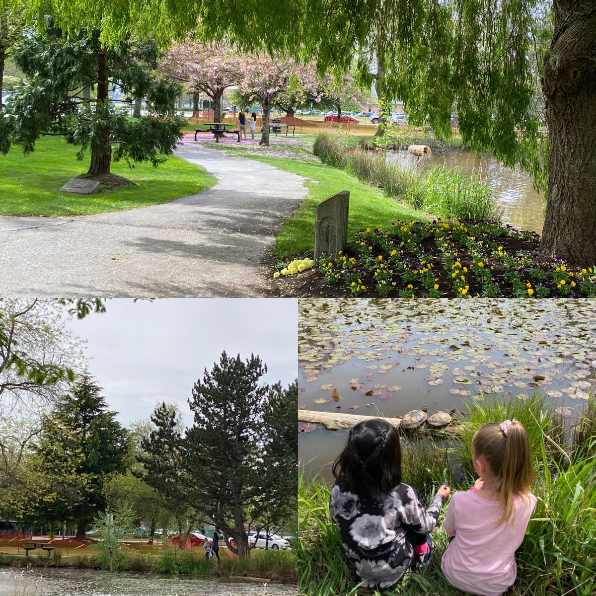 The duck pond park looks so different than the last time we were here. #welovespring! #turtles!