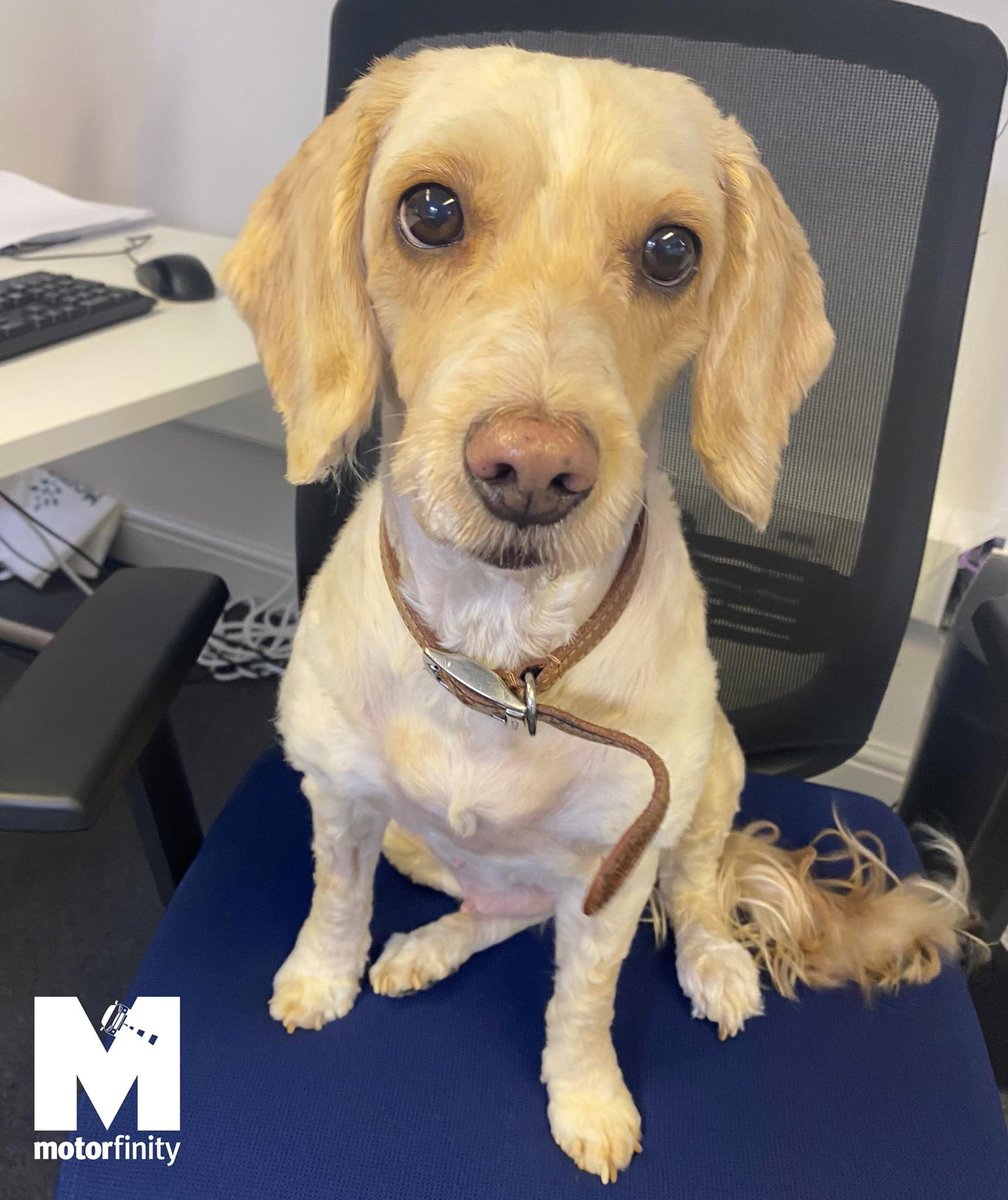 Motorfinityuk's tweet photo. Her name is Lola.  She is our showgirl.  She’s great with people and sniffing out great deals... #motorfinitydiscounts #motorfinityprice #feelgoodfriday #motorfinityhq https://t.co/RnXn2jULH1