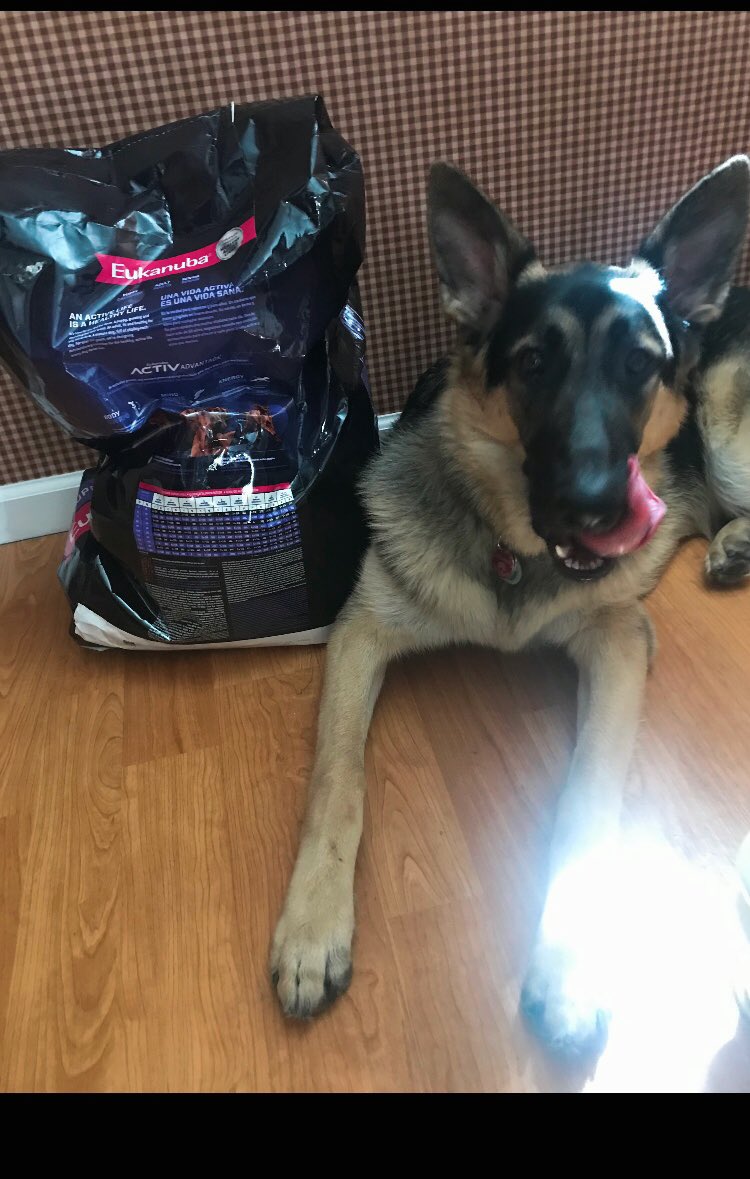 esimon1212's tweet photo. Bruno is ready for lunch😂 @Eukanuba https://t.co/vNJyZH9TRR