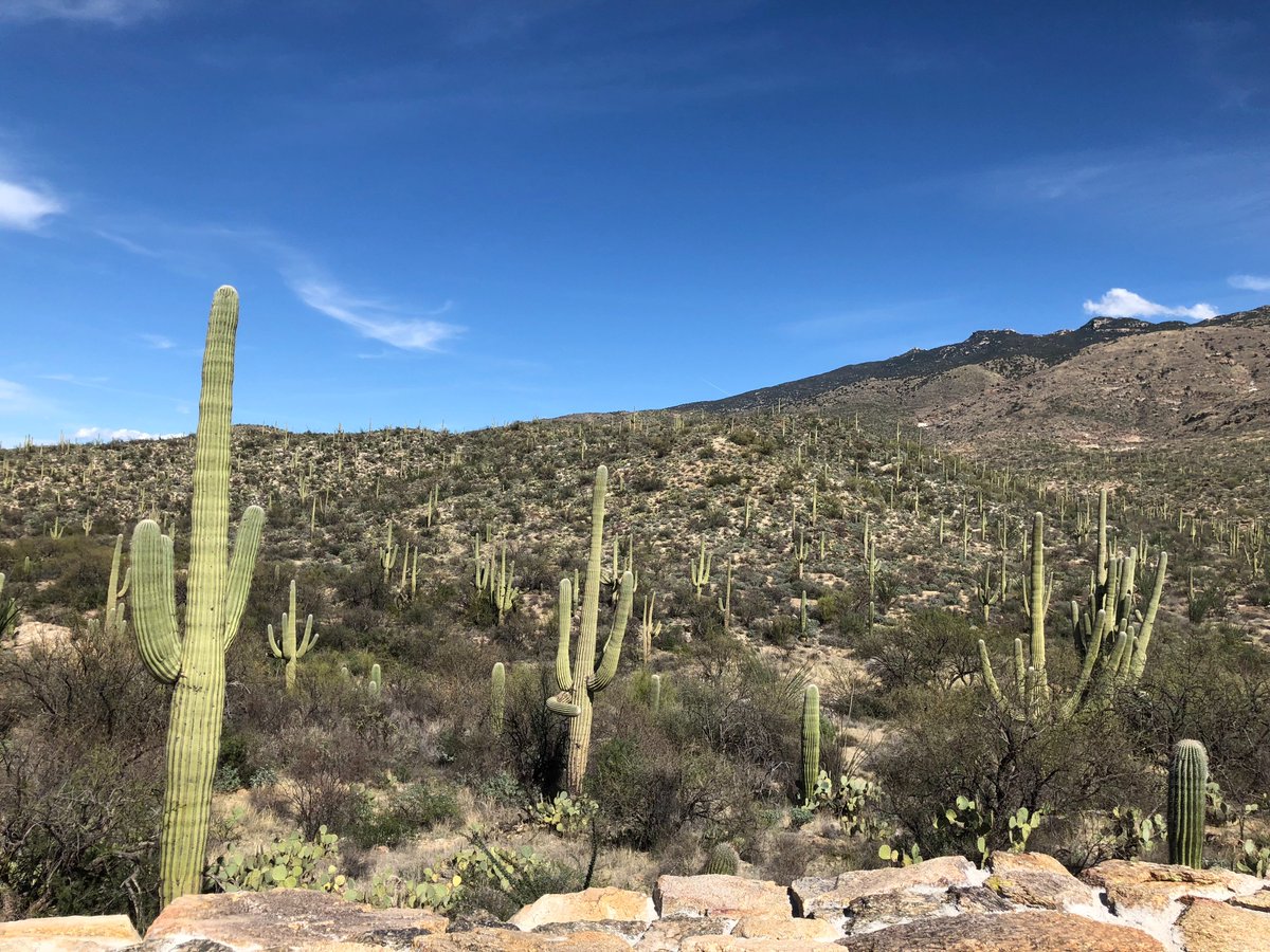 Saguaro National Park really is a surreal landscape of cacti