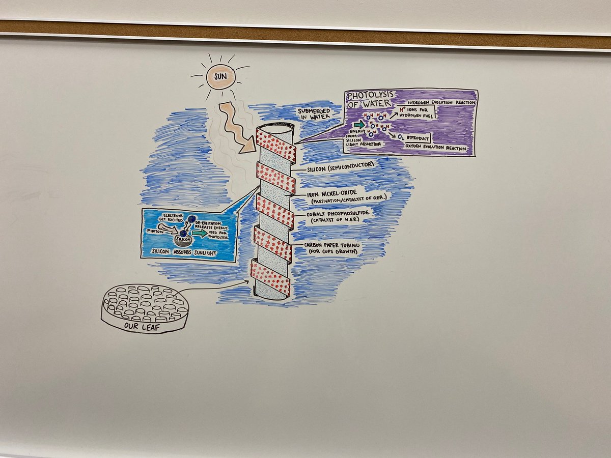 Check out these two unbeLEAFable LCHS students and their artificial leaf! 🍃  

Robin and Emily were recently recognized by Boston University for their bright ideas! To read more on this dynamic duo and their great achievement, click here: bit.ly/3u2v8Sl