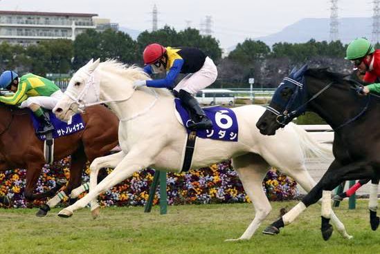 __d_i_y's tweet photo. 私の好きな馬🐎4選です💓
小さい頃は祖父によく競馬場へ連れて行ってもらってました✨
最近はyoutubeで過去のレース映像を観るのにハマっています☺️
初心者で競馬用語がわからないこともありますがよろしくお願いします😭🙏🏻
競馬以外にも競輪 競艇 パチ スロにも手を出しています😂💸 https://t.co/Wu5EodN5W9