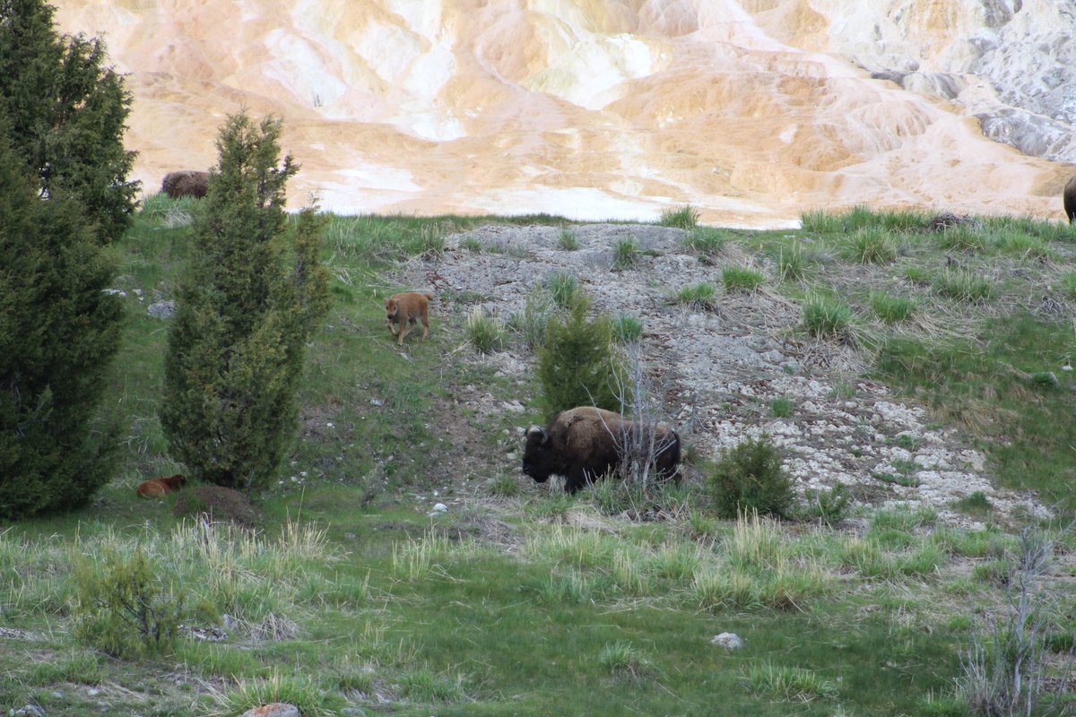 Again, animal pictures are taken with a zoom lens. If you get eaten by a grizzly its your fault. Respect the wildlife