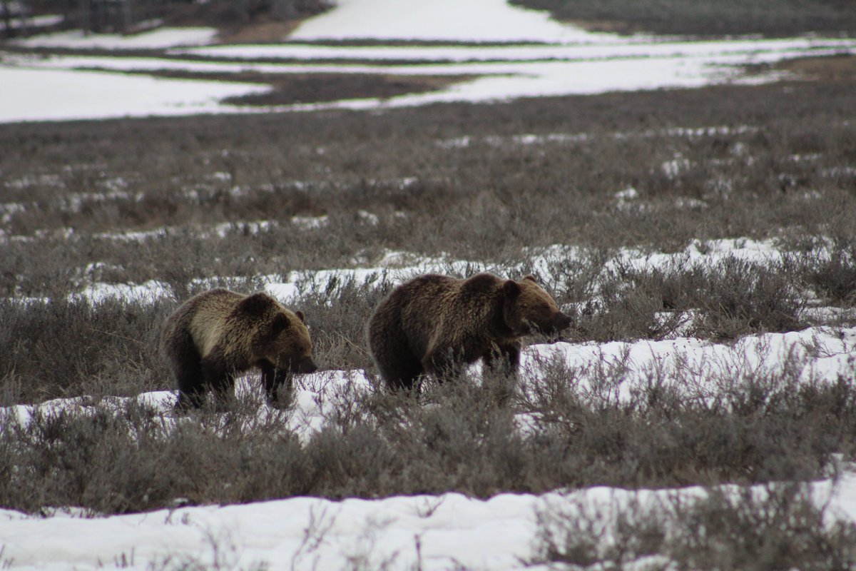 Again, animal pictures are taken with a zoom lens. If you get eaten by a grizzly its your fault. Respect the wildlife