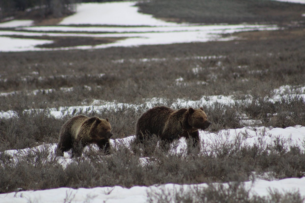 Again, animal pictures are taken with a zoom lens. If you get eaten by a grizzly its your fault. Respect the wildlife