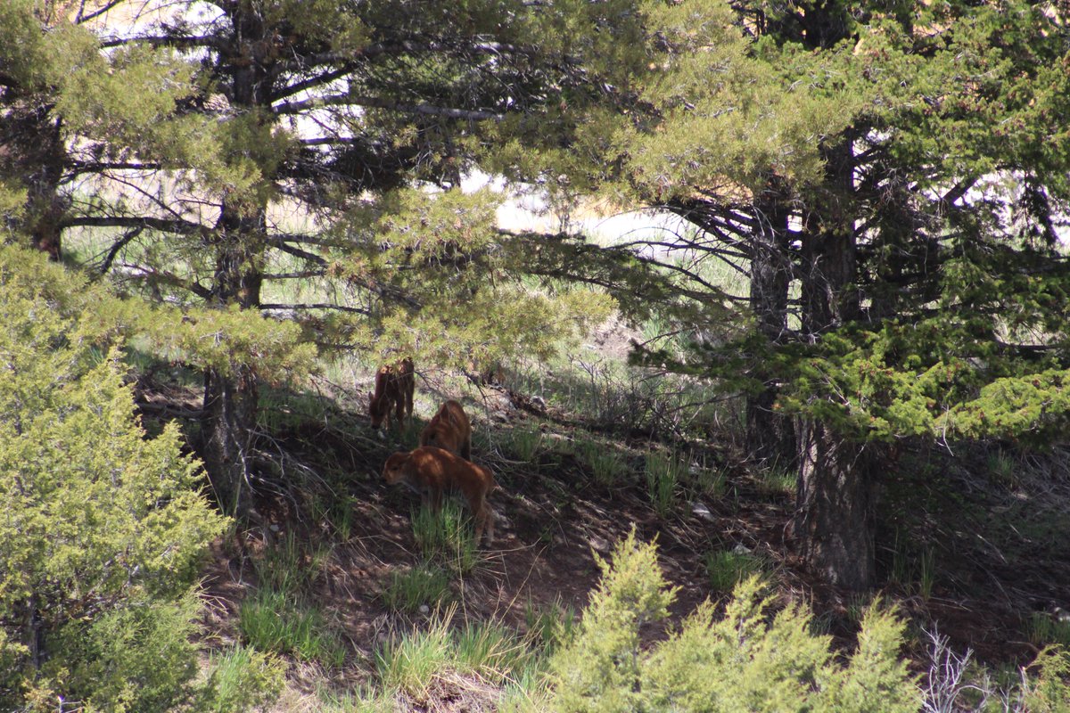 The babies photo isn't my best but I have a soft spot for baby bison