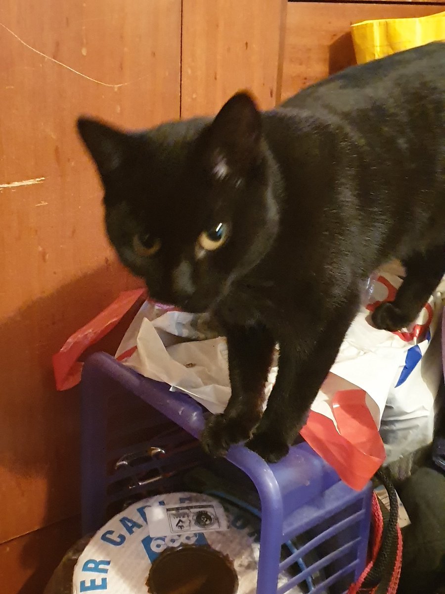 my cat is obsessed with me