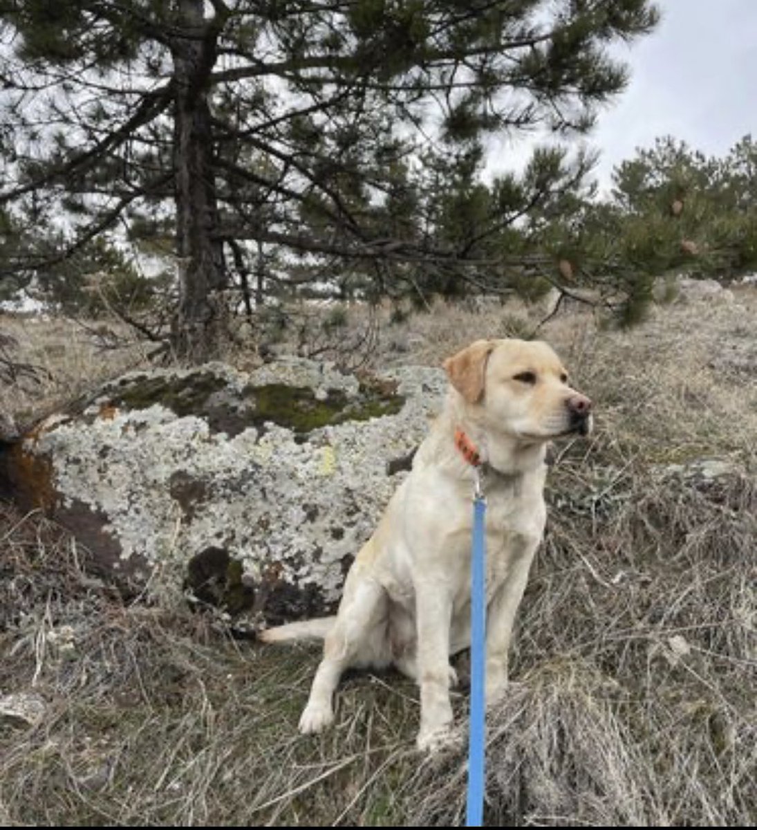 aryutsacher's tweet photo. Ժող Մեռլոնա կորե եթե կարաք տարածեք խնդրում եմ
Ջրվեժ ամառանոցային կամ Ձորաղբյուր տարածքում https://t.co/P9BGbx8X2U
