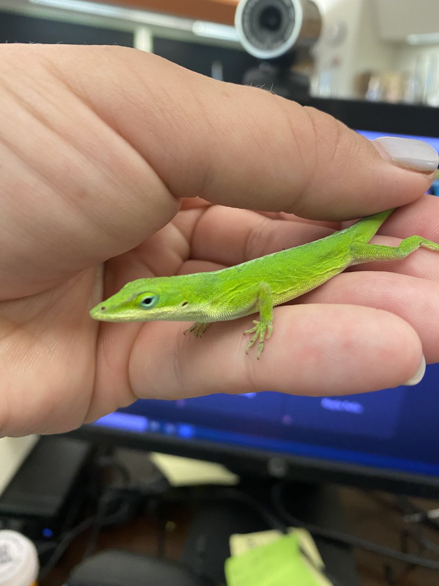 MrsWhiteTME4's tweet photo. Room 30 has a new pet for science! No official name yet, but Guac and Trace are in the running. 🦎 @myccs @TowneMeadow https://t.co/Bg5IAuSw1P
