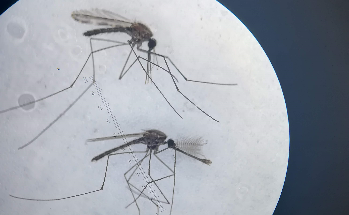 UPEndMalaria's tweet photo. In the drive to eliminate malaria, researchers must collaborate in a transdisciplinary manner. Research should translate into tangible outcomes. Read more: https://t.co/8ftssF0z9c
#ZeroMalariaStartsWithMe #malariamustfall #upendmalaria #upismc #transdisciplinary #lifechangers https://t.co/bP2fxTEV9z