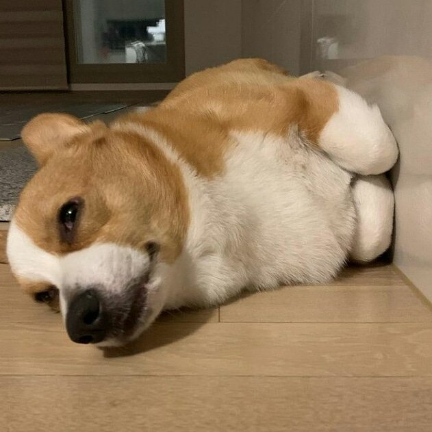 favcorgi_usa's tweet photo. Love or not? 
#CorgiCrew #Corgi #corgin https://t.co/20IT7ViXGT