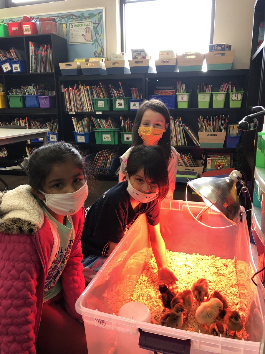 Oswald_Firsties's tweet photo. We hatched chicks! https://t.co/zgNwQOaNBR