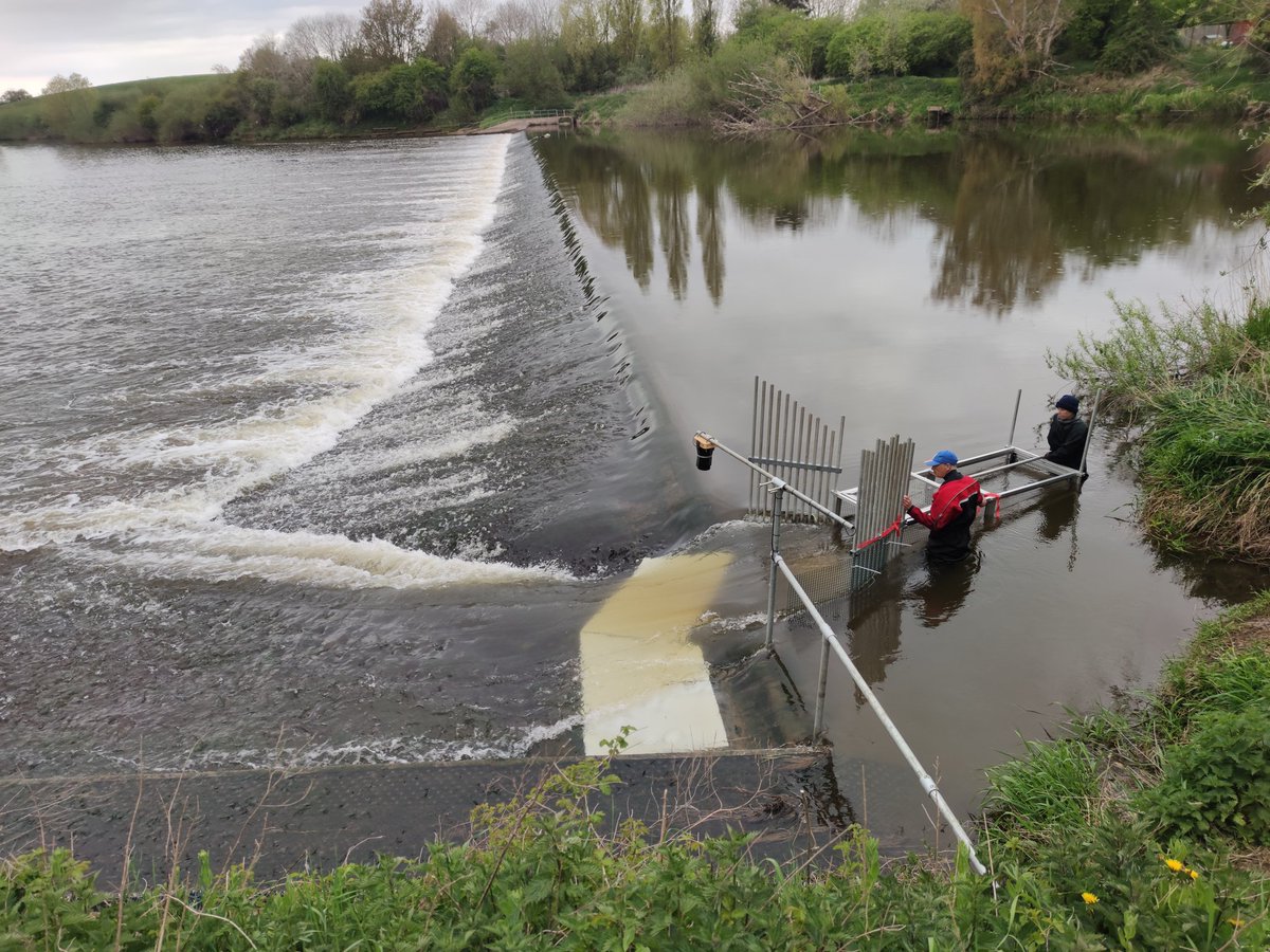 Had a great week tagging twaite shad on the Severn, and am excited to find out where they go and what they get up to across the next three years! #ShadSevern #SevernShadRun