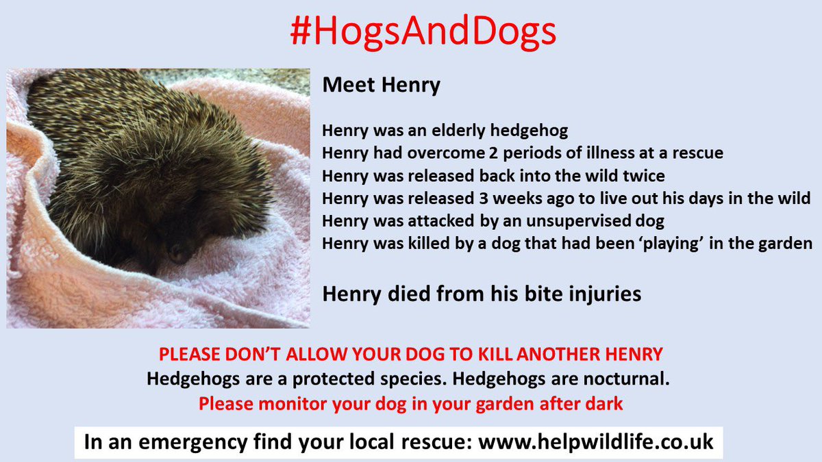 Alanmfrost1's tweet photo. As we are getting ready for bed, please, please remember that when you let your dog out for a toilet break at night. Hedgehogs 🦔 could be in your garden. So go outside with your dog and save a #hedgehog 🦔🦔�� https://t.co/uck9ft4WXd