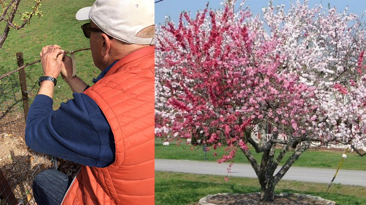 Did you know that Toronto has a Tree of 40 Fruit? @MosesZnaimer updates @charliedobbin on his gift to the city @ZoomerRadio tomorrow @9am