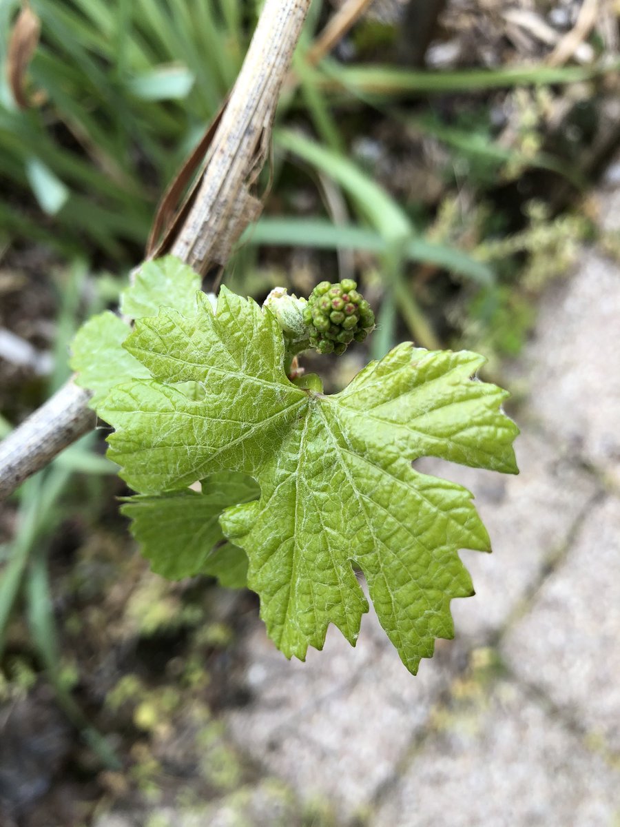Domaine de Sainte Marie tweet media