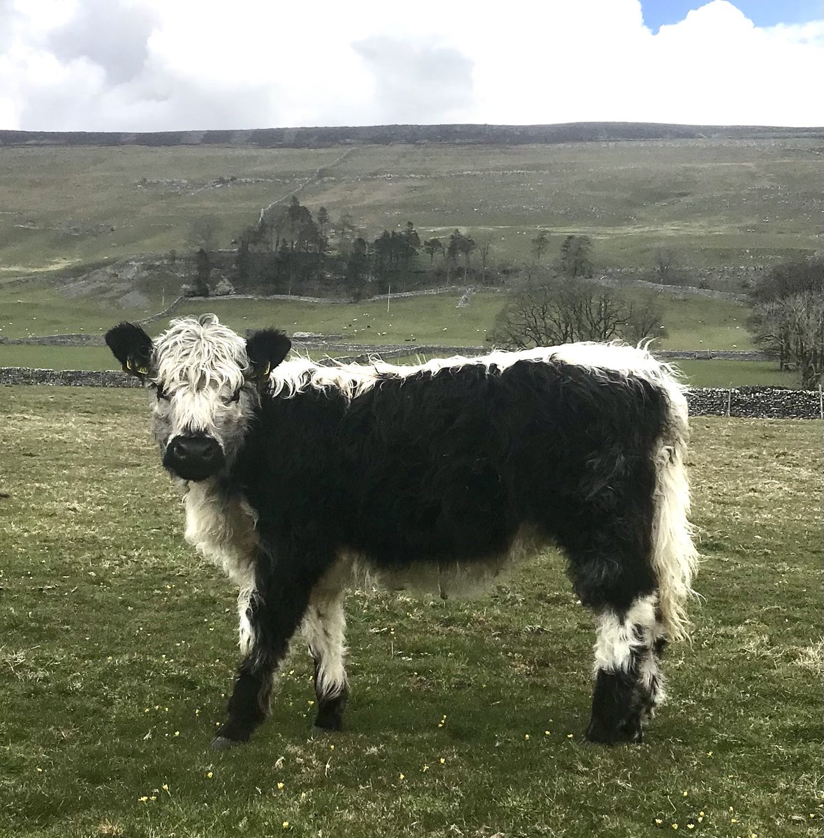 Hill Top Farm tweet media