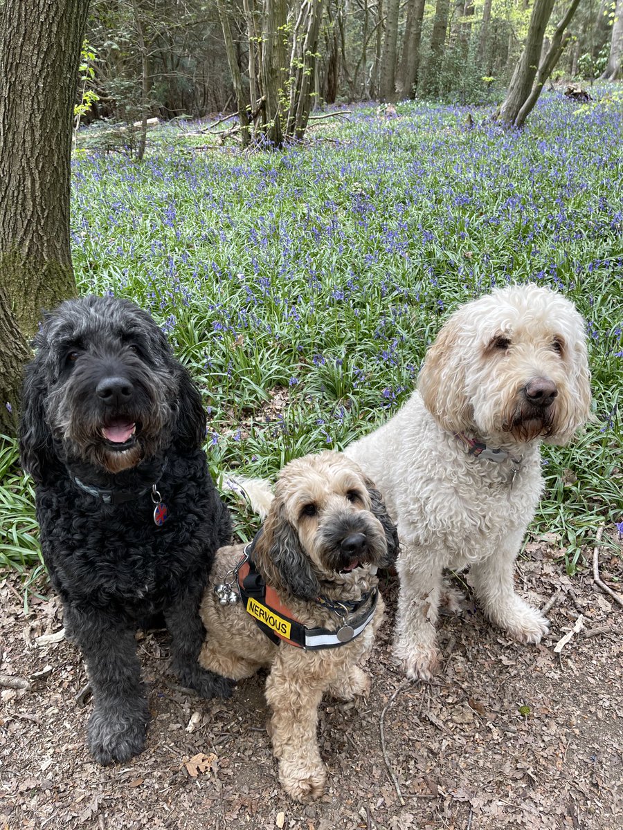 Cookeee's tweet photo. #bluebells - just outside our back Gate and we are almost at Blue Carpet Stage.
Bit scruffy due to our Lockdown hair at the moment. https://t.co/cNPblXLhbS