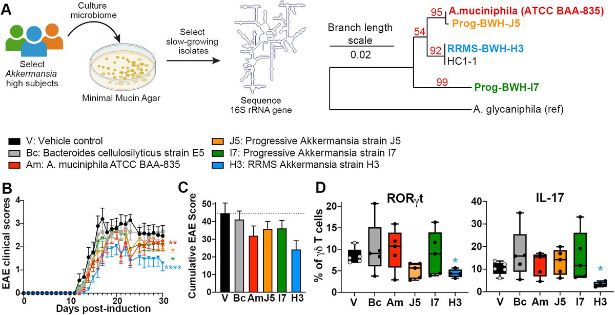 Laurie Cox (@lauriemcox) on Twitter photo We learned our lesson that "different" isn't always bad when it comes to the #microbiota. As it turns out, elevated #Akkermansia in #MultipleSclerosis may be playing a protective role. Free access here: bit.ly/2QI2yXS
Thanks <a href="/RacetoEraseMS/">Race to Erase MS</a>, @msSociety, & <a href="/NINDSfunding/">NINDSfunding</a>! We learned our lesson that "different" isn't always bad when it comes to the #microbiota. As it turns out, elevated #Akkermansia in #MultipleSclerosis may be playing a protective role. Free access here: bit.ly/2QI2yXS
Thanks <a href="/RacetoEraseMS/">Race to Erase MS</a>, @msSociety, & <a href="/NINDSfunding/">NINDSfunding</a>!