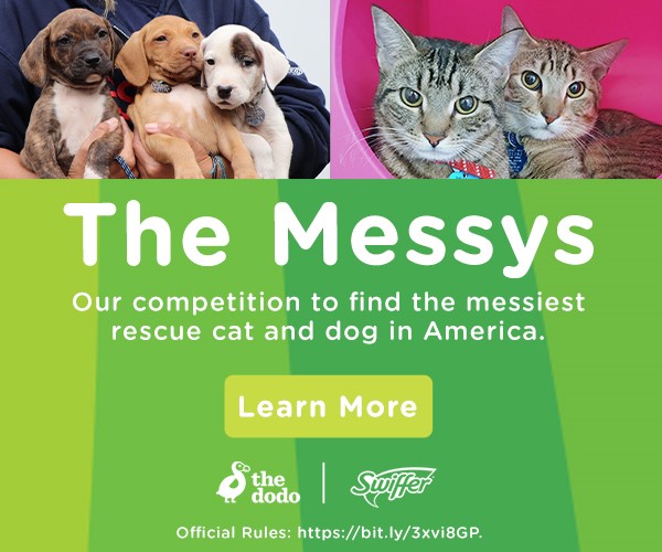 Swiffer (@swiffer) on Twitter photo And don’t forget about all the rescue pets waiting for loving, responsible homes! If you’re ready to open your home & heart, check out our friends at <a href="/AnimalLeague/">North Shore Animal League America</a> who make it easy to find adoption shelters near you: spr.ly/SwifferNSALAMe… And don’t forget about all the rescue pets waiting for loving, responsible homes! If you’re ready to open your home & heart, check out our friends at <a href="/AnimalLeague/">North Shore Animal League America</a> who make it easy to find adoption shelters near you: spr.ly/SwifferNSALAMe…