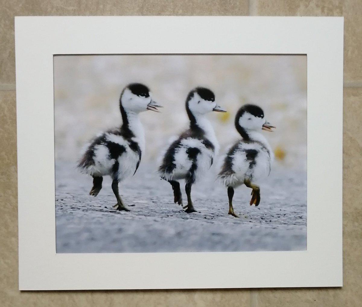 '3 Shelduck ducklings' - 10x8 mounted print.   You can buy it here; https://www.carlbovis.com/product-page/shelduck-ducklings-10x8-mounted-print 